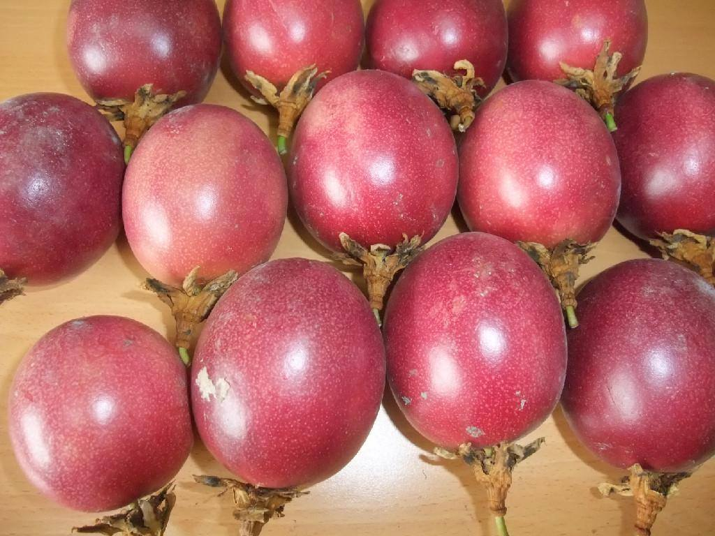 passion fruits