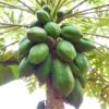 Uganda pawpaws